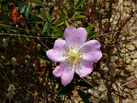 {Rosa carolina}